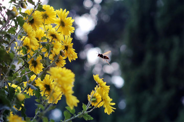 菊花