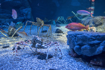 海洋動物 魚蟹