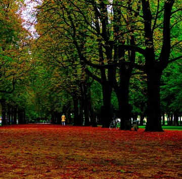 波恩大学内的红色林荫路