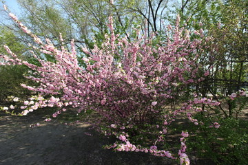 丁香花