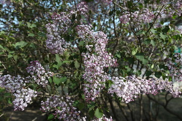 丁香花