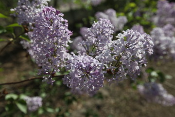 丁香花 丁香花叶