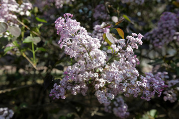 丁香花 丁香花叶 丁香