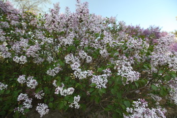 丁香花