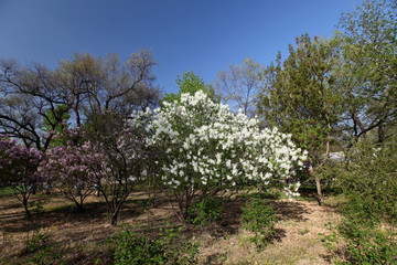 香花 丁香花叶