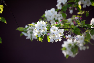 春天 花树 白色 果树花 果树