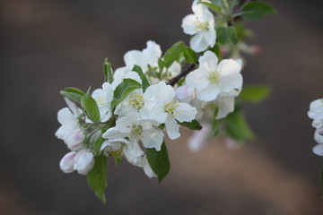 春天 花树 白色 果树花 果树