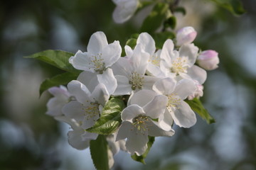 春天 花树 白色 果树