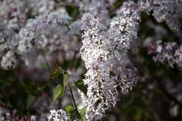 丁香花