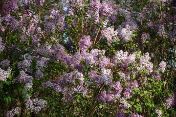 丁香花