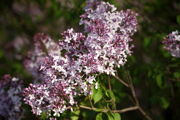 丁香花