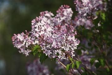 丁香花 丁香花叶