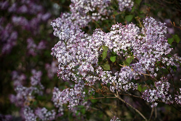 I丁香花