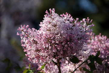 丁香花 丁香花叶