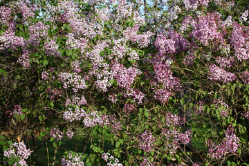 丁香花