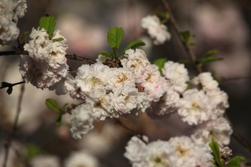 春天 花卉