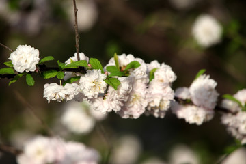 春天 花卉