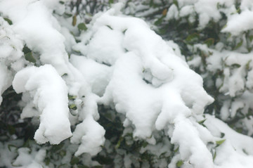 大雪压青松