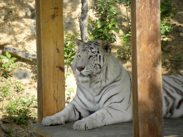 一只白虎