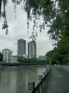 柳条风景