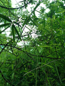 竹林竹枝