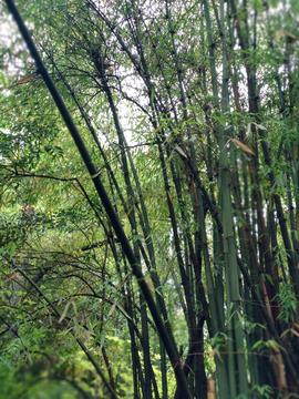 竹林竹枝