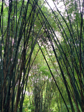 竹林竹枝