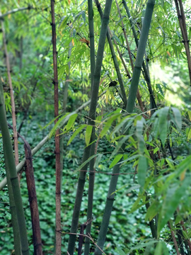 竹枝竹葉
