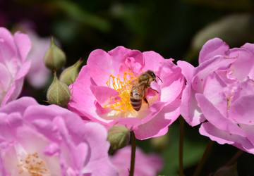 蜜蜂蔷薇花