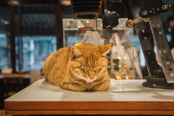 主题咖啡 咖啡店 西餐厅 猫