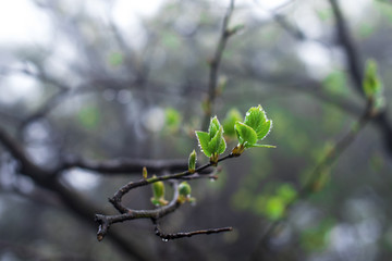 春芽