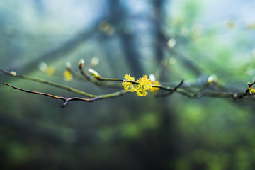 春芽