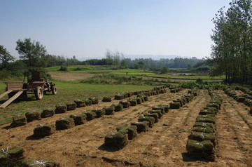 草坪基地草地