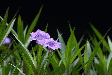 紫色芦莉
