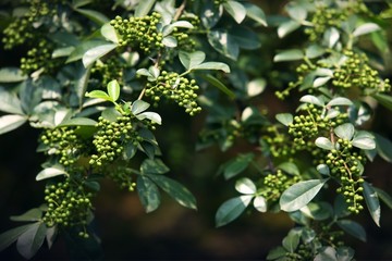 重庆花椒