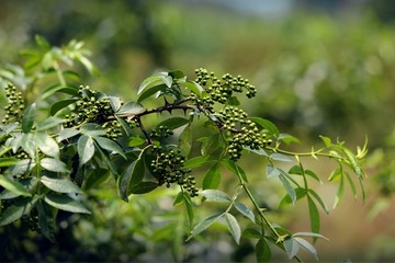 重庆野山椒