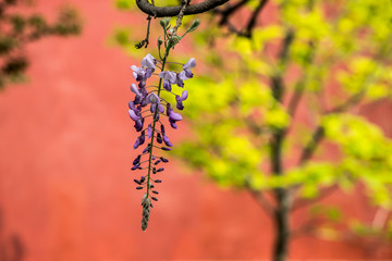 紫藤花