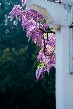 紫藤花