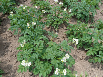 马铃薯花  土豆种植
