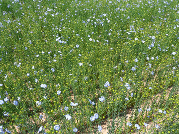 胡麻田 胡麻花 亚麻田