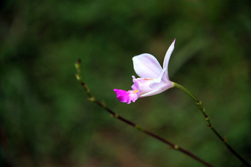 竹叶兰 兰花特写