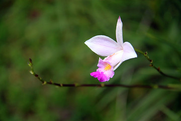 竹叶兰 兰花特写