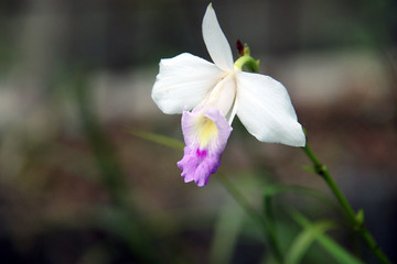 竹葉蘭 蘭花特寫