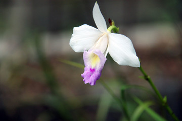 竹叶兰 兰花特写