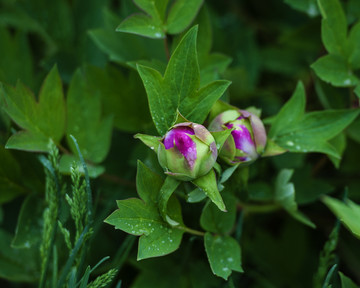 芍药花  花蕾