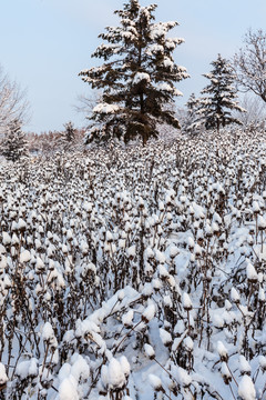 东北冬天雾凇树挂雪景20