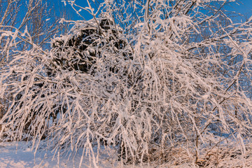 东北冬天雾凇树挂雪景63