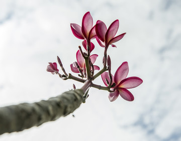 鸡蛋花