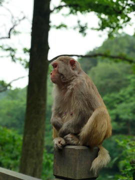 黔灵山的猕猴