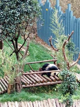 熊猫馆风景